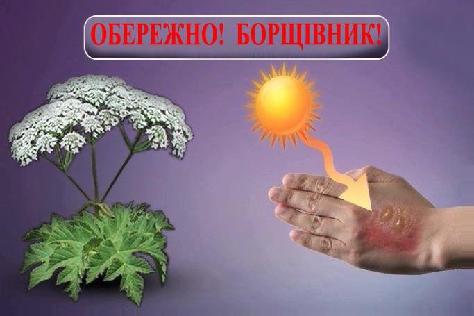 Обережно! Небезпечний борщівник Сосновського